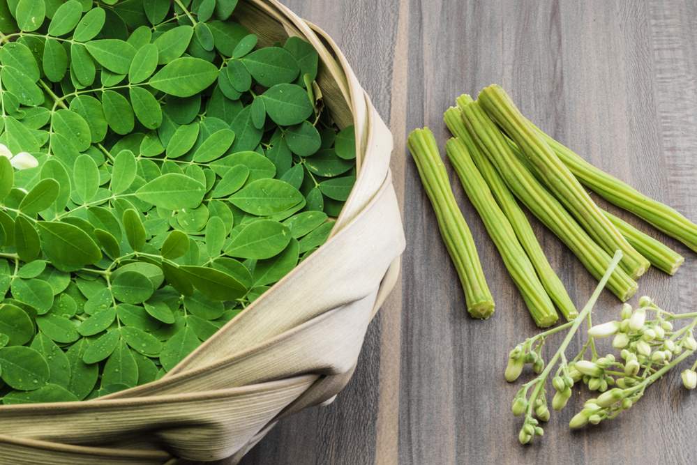 moringa leaf powder side effects