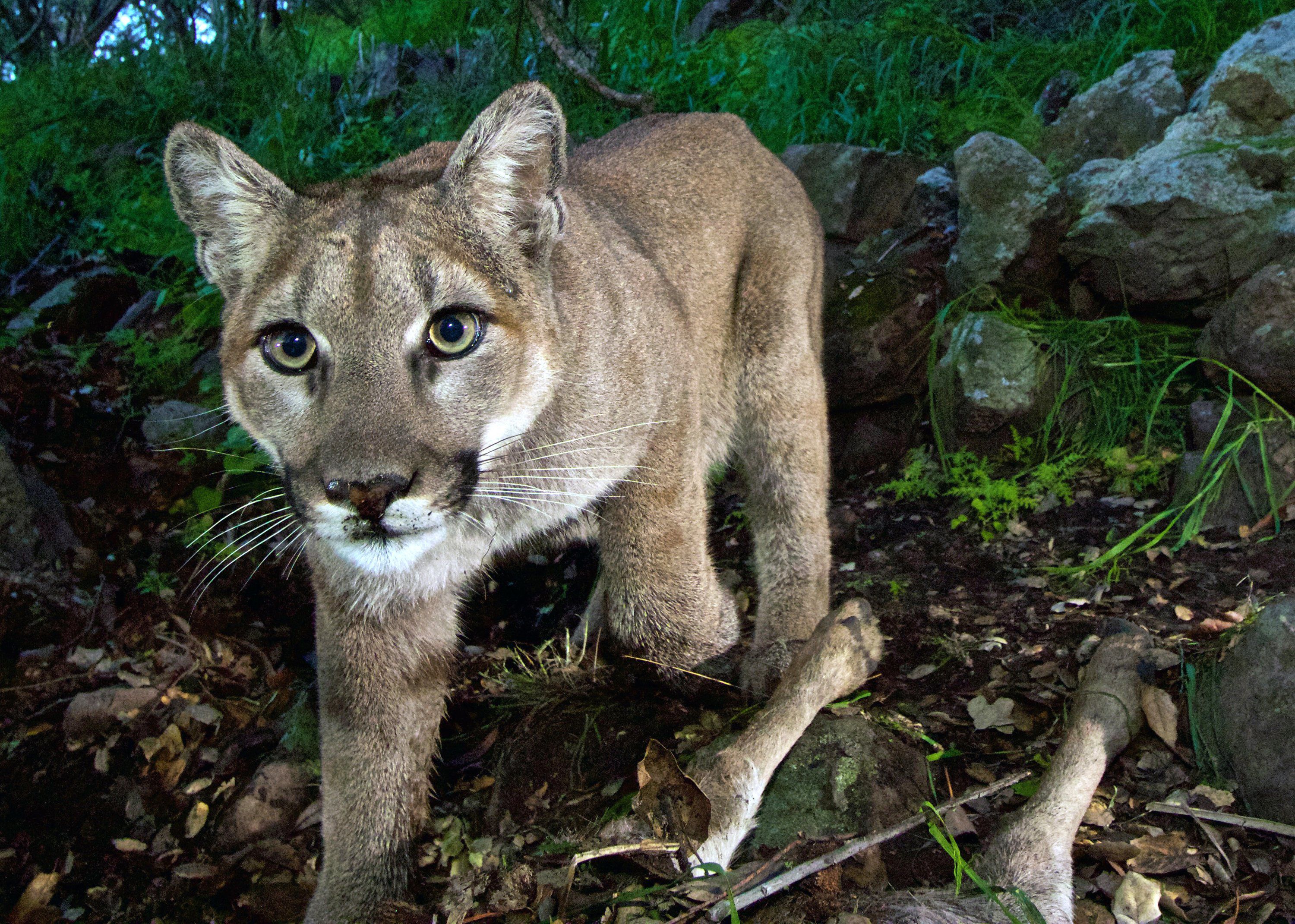 mountain lion new york