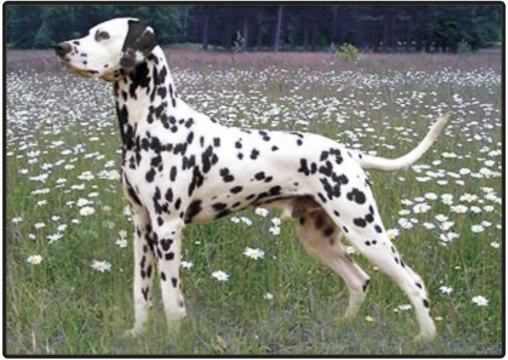 dalmatian dog for sale