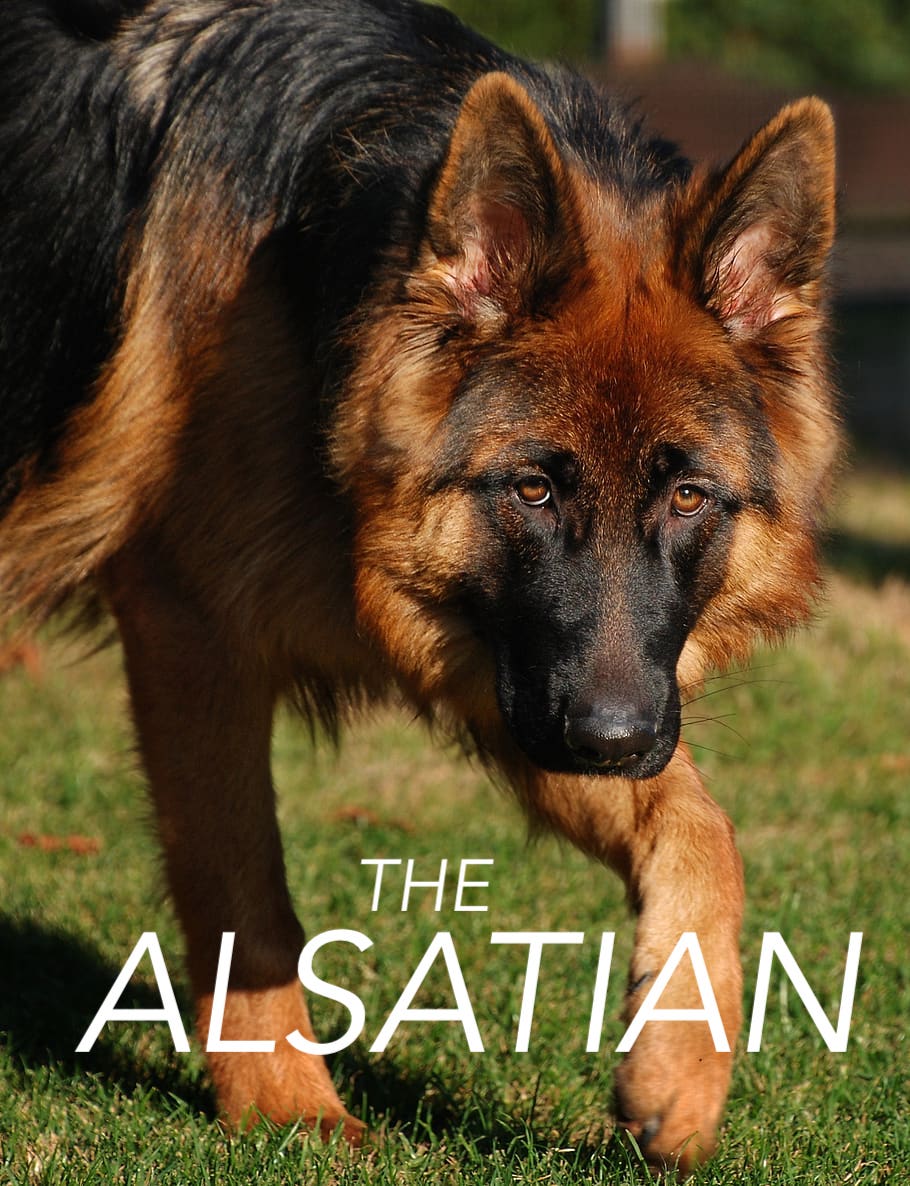 alsatian photos