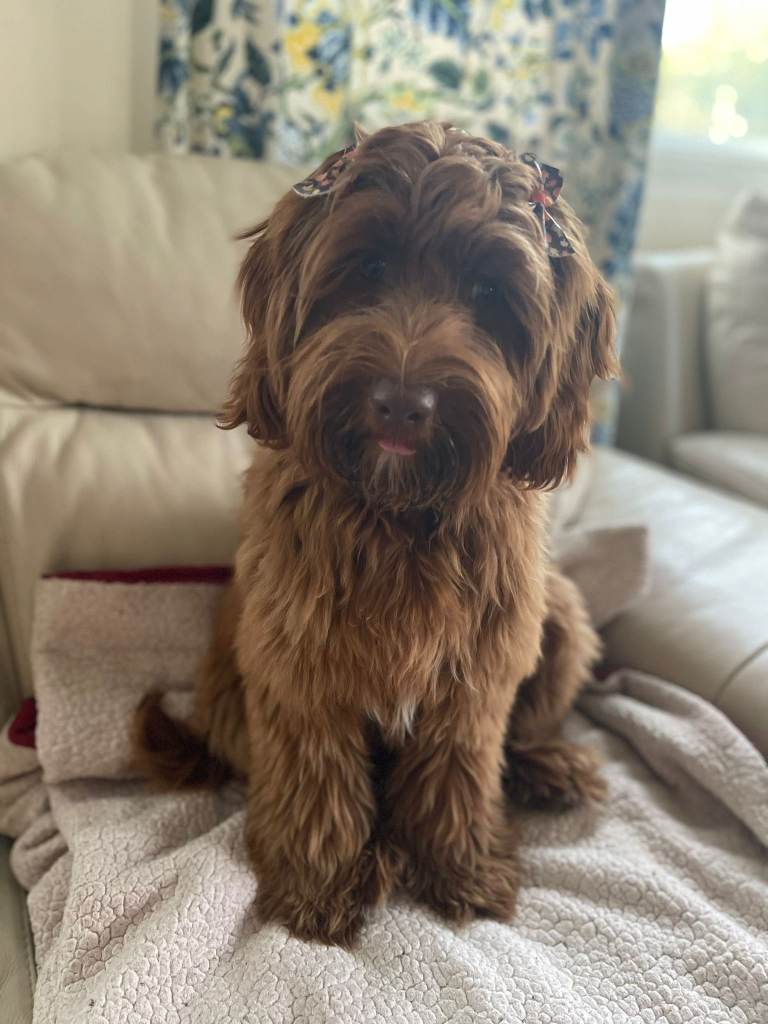 bow valley labradoodles