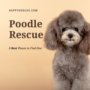 spin poodle rescue