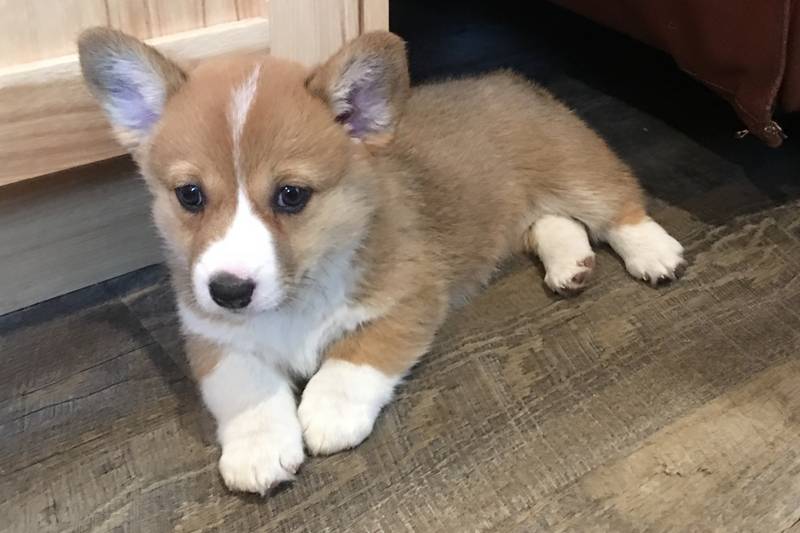 corgi breeders alberta