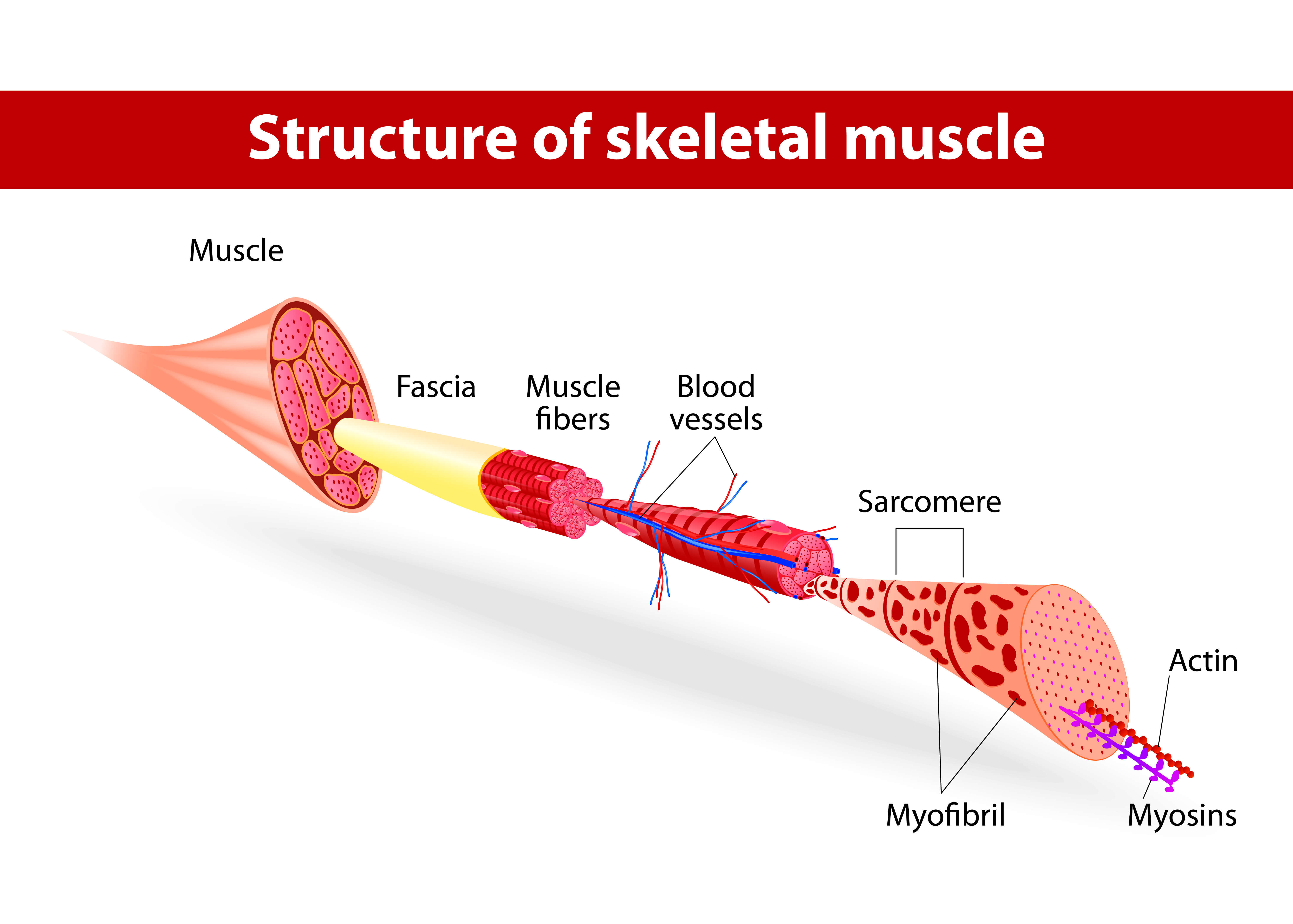 myofibrillen