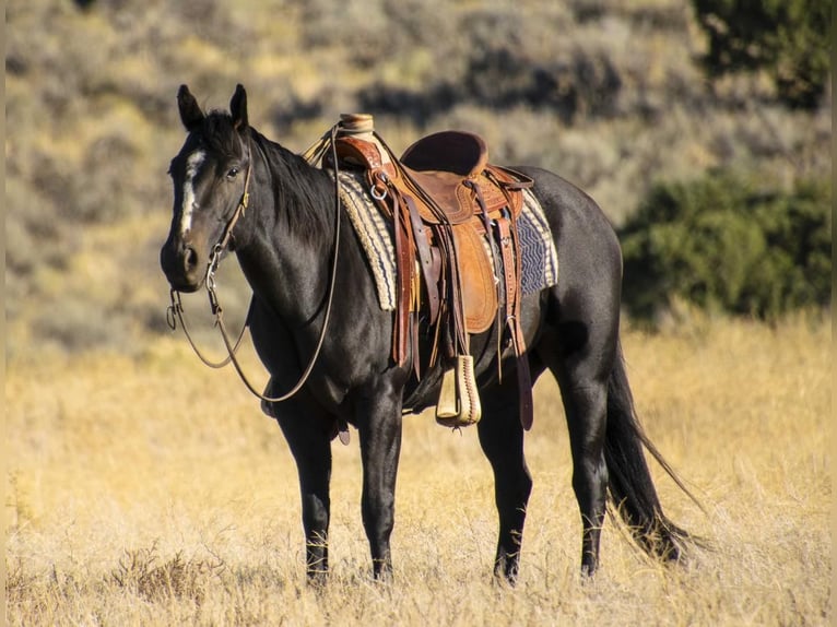 black quarter horse