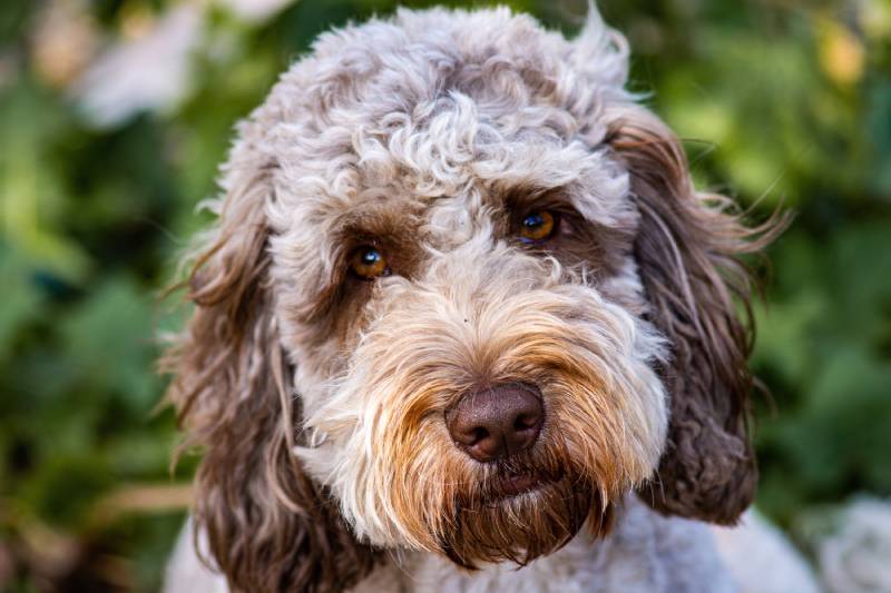 cockapoo and cockapoo mix