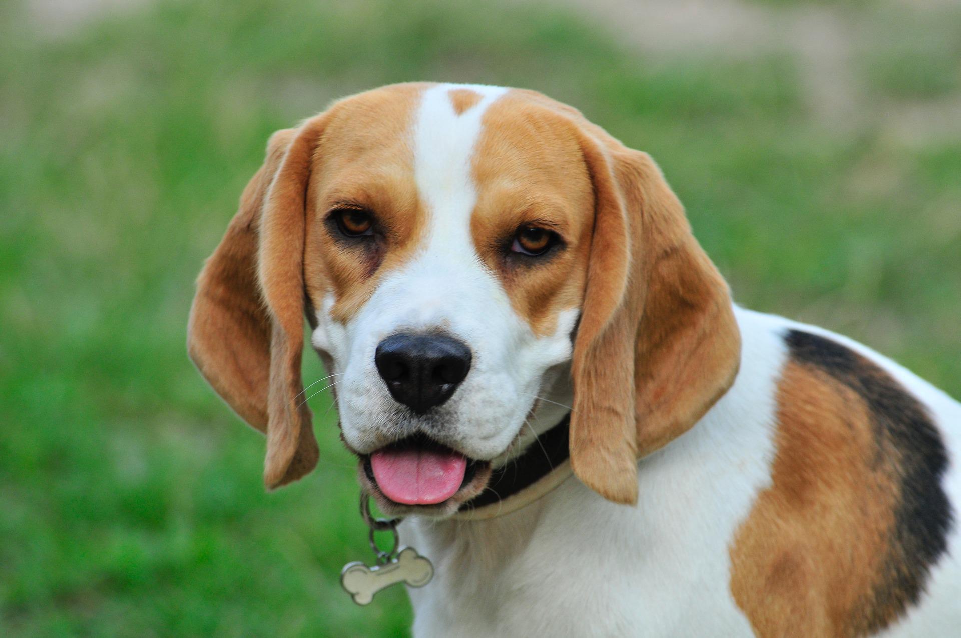 beagle dogs for sale