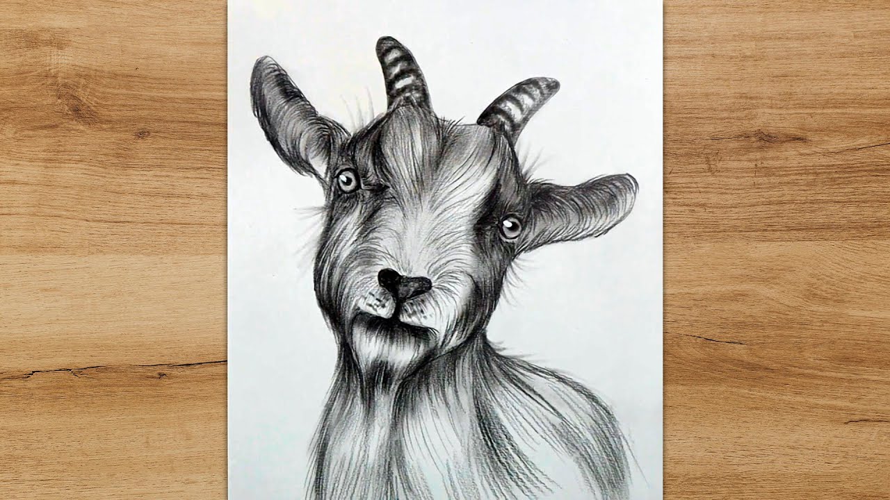 realistic goat head drawing