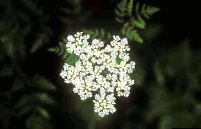 poison hemlock virginia