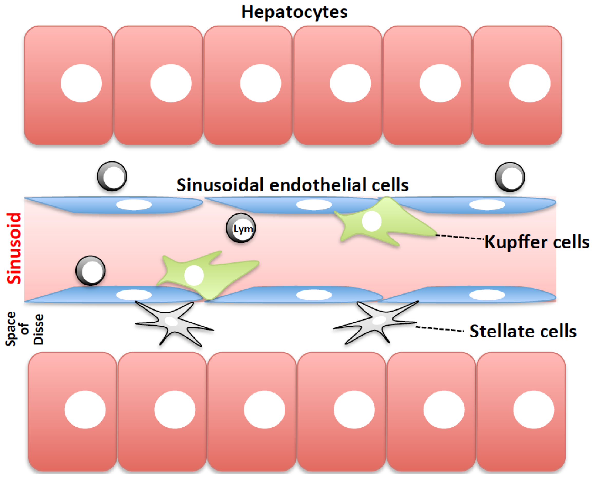 kuffer cells