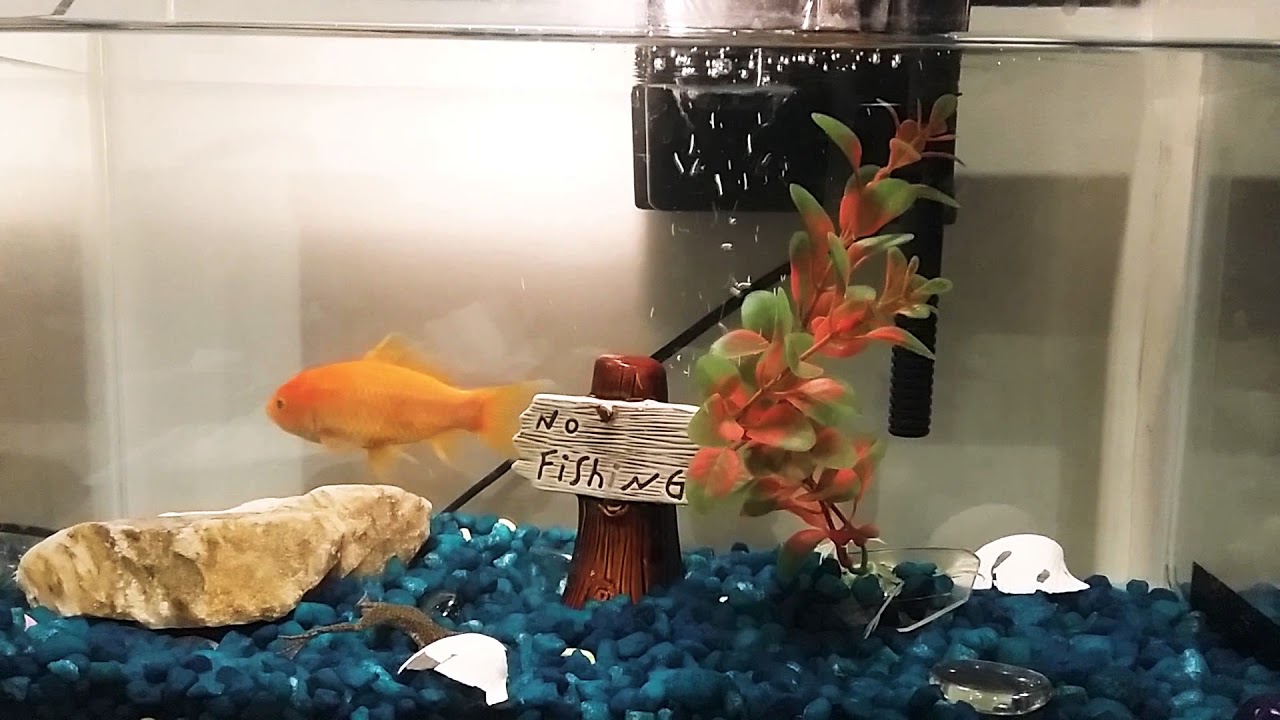 how many goldfish can be in a 10 gallon tank