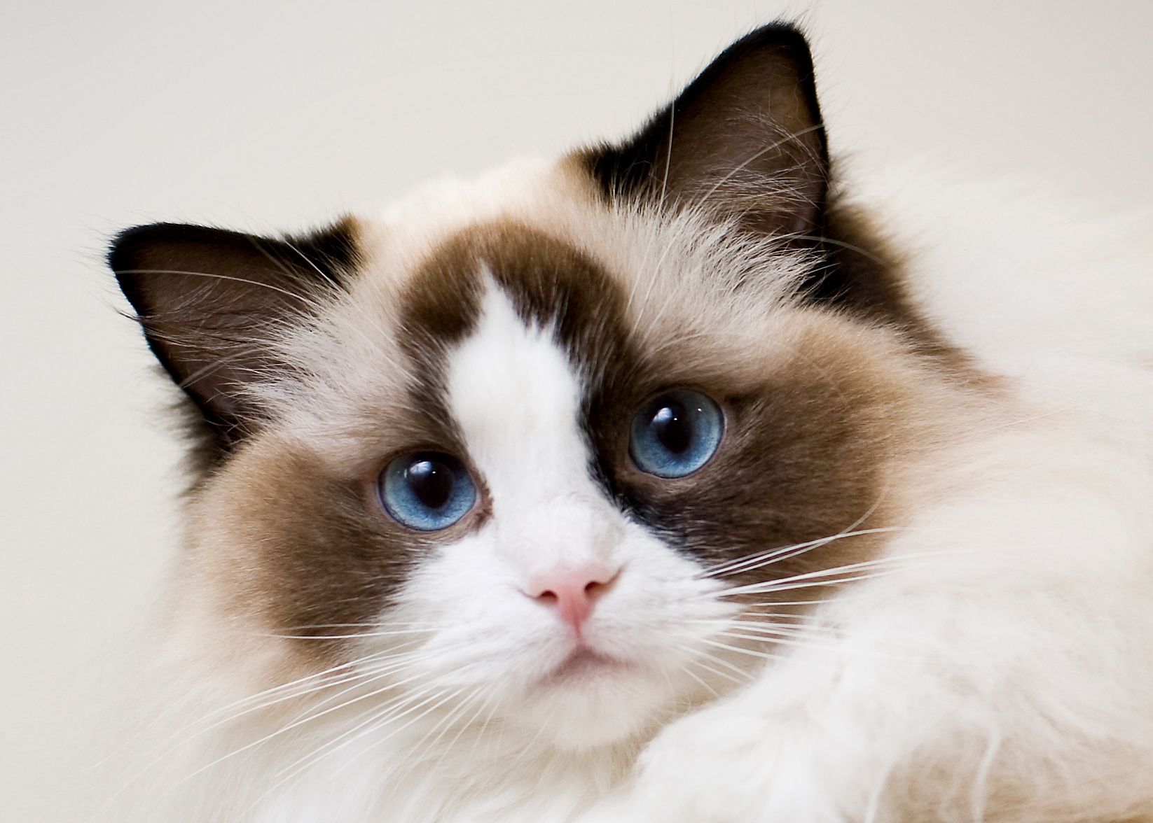 ragdoll cat lifespan