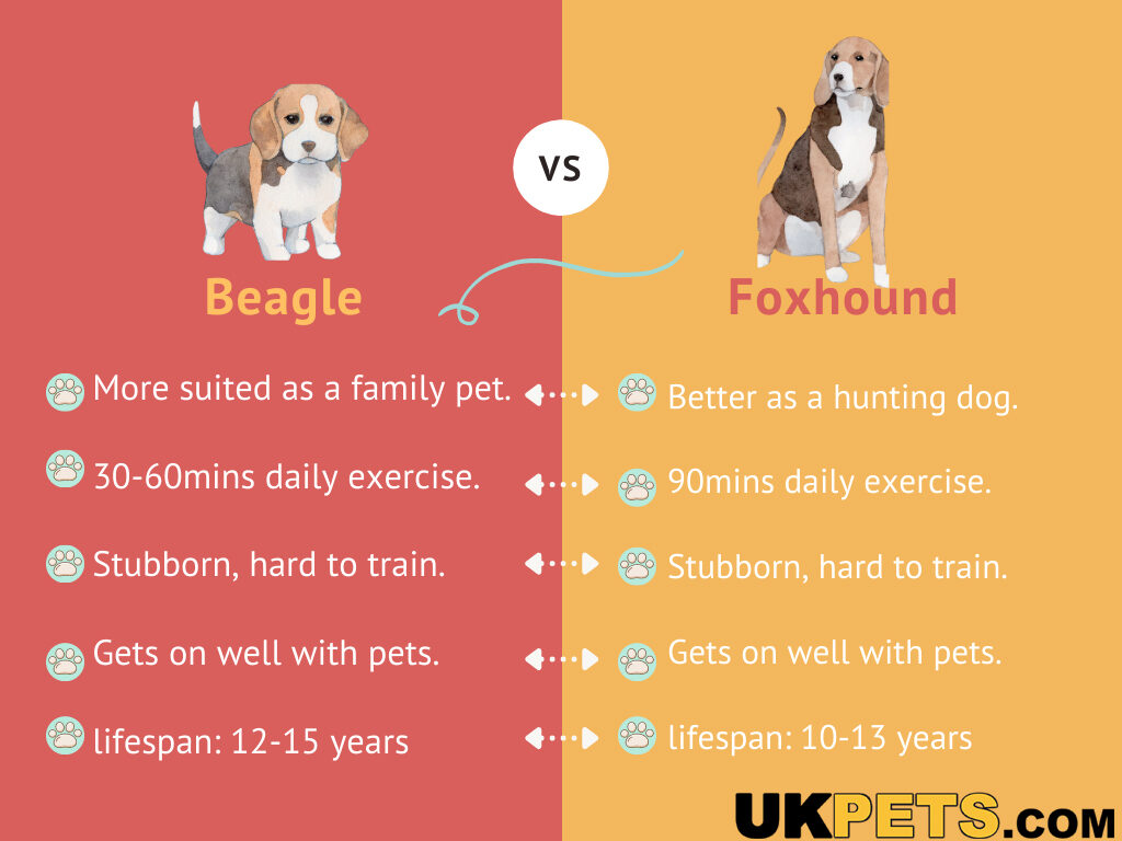 foxhound vs beagle