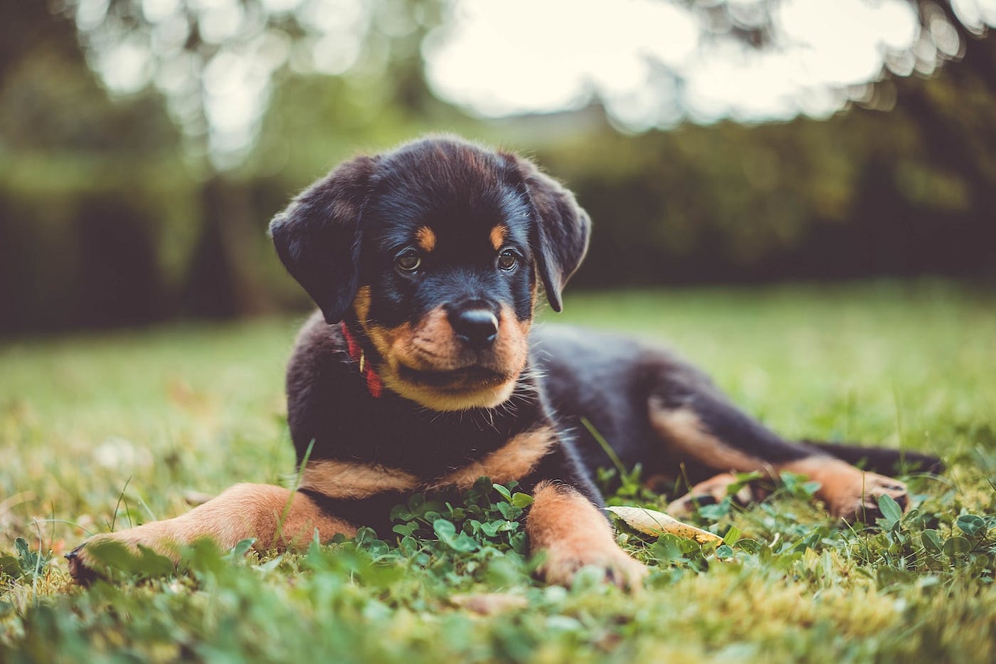 rottweiler cropped ears