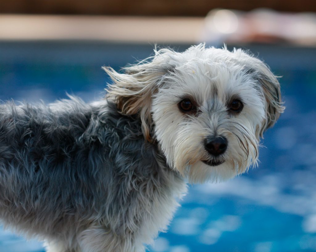 maltese with yorkie