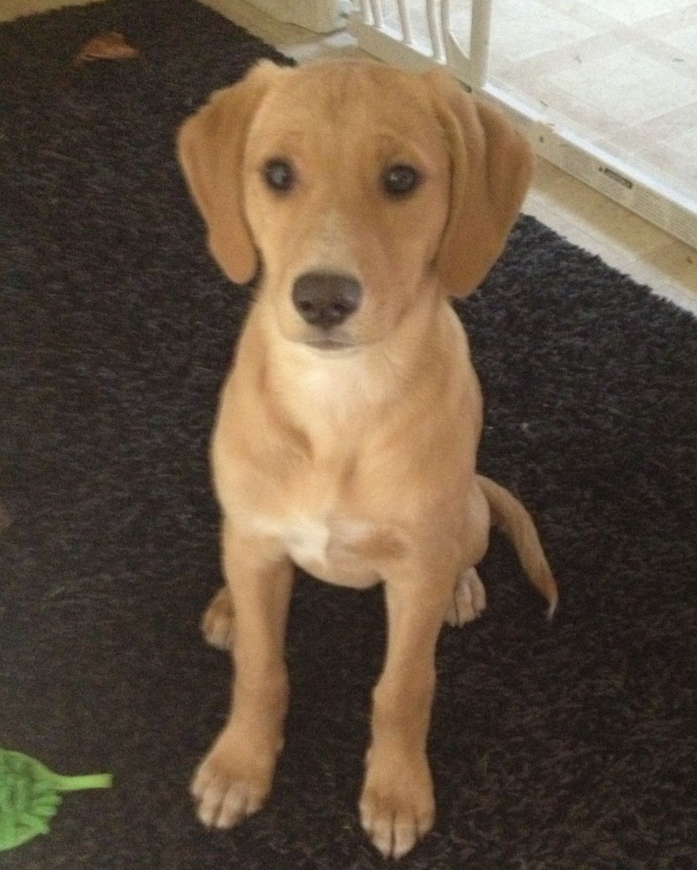 golden retriever mixed with a beagle