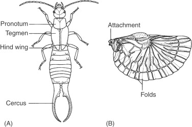 earwig diagram