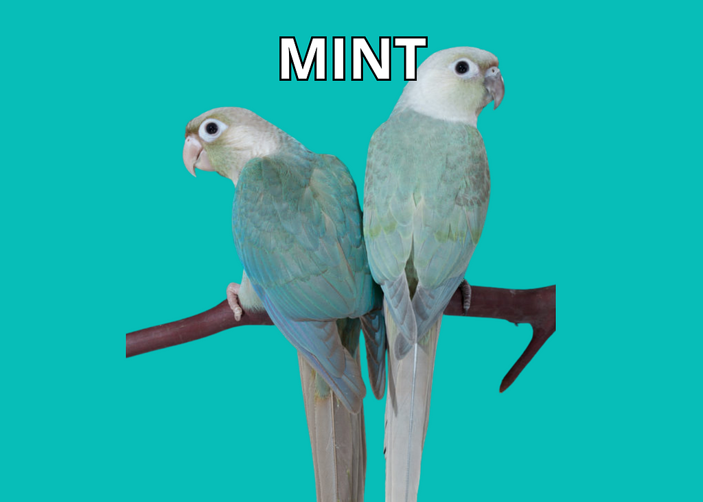 mint green cheek conure