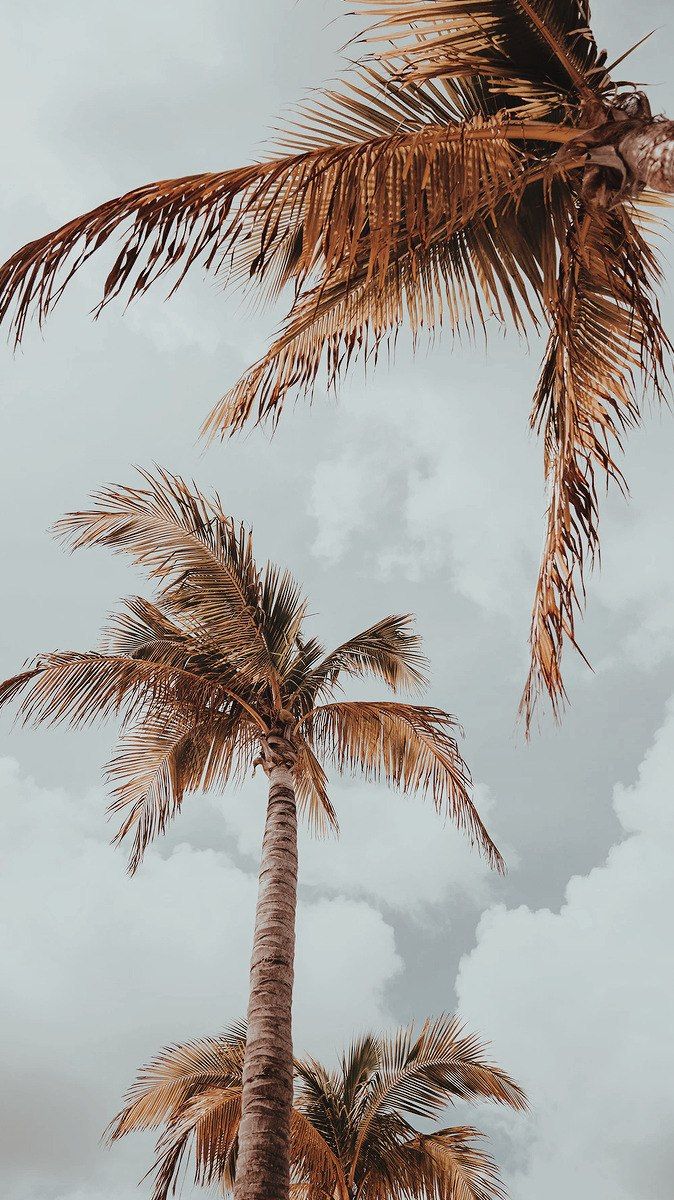 aesthetic palm tree wallpaper