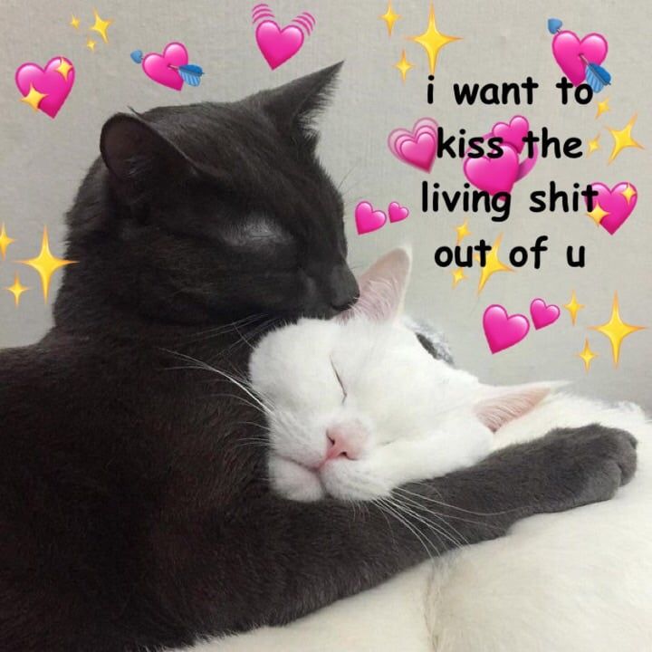 cats kissing meme