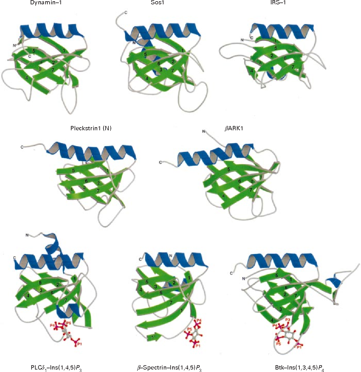 pleckstrin homology domain