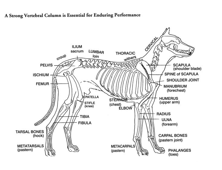 diagram of a dog skeleton