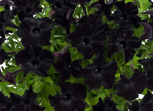 petunia black ray