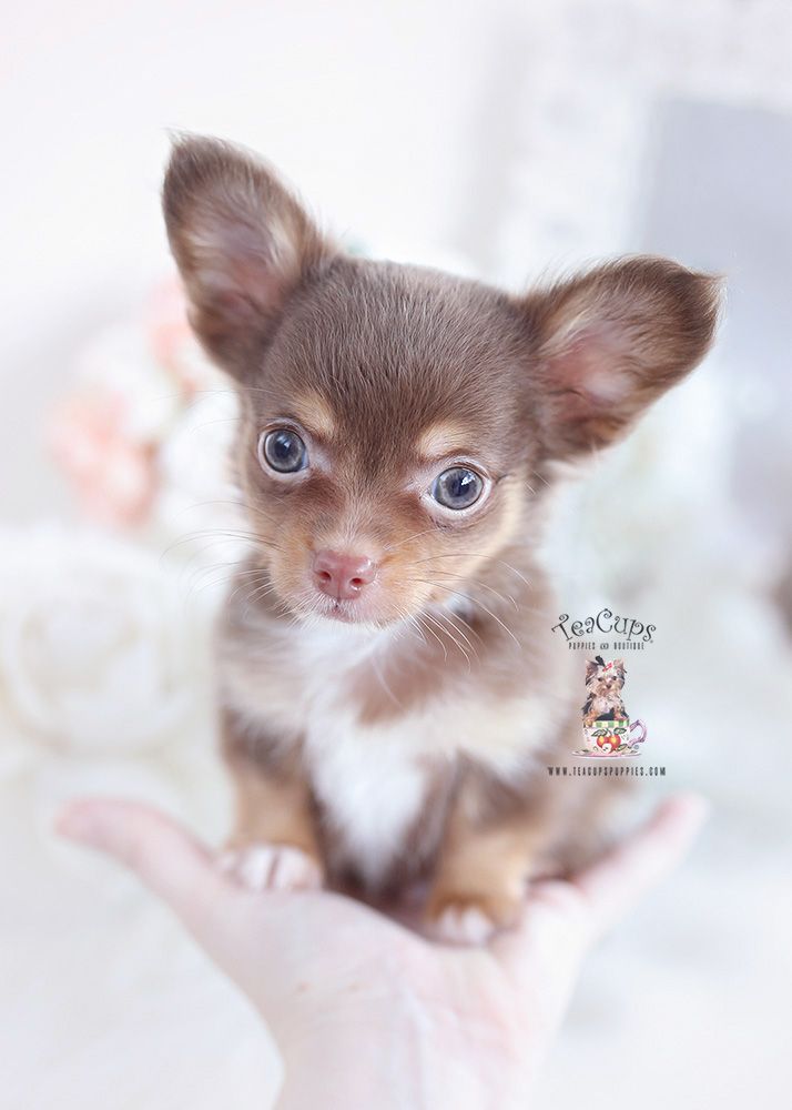 long haired chihuahua puppies for sale