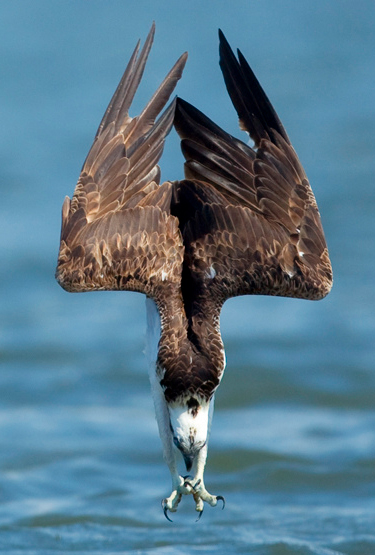 osprey vs seahawk