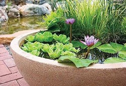 lotus pots online india