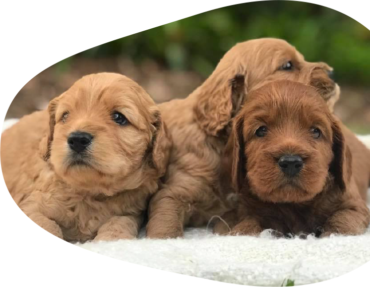 puppies for sale darwin