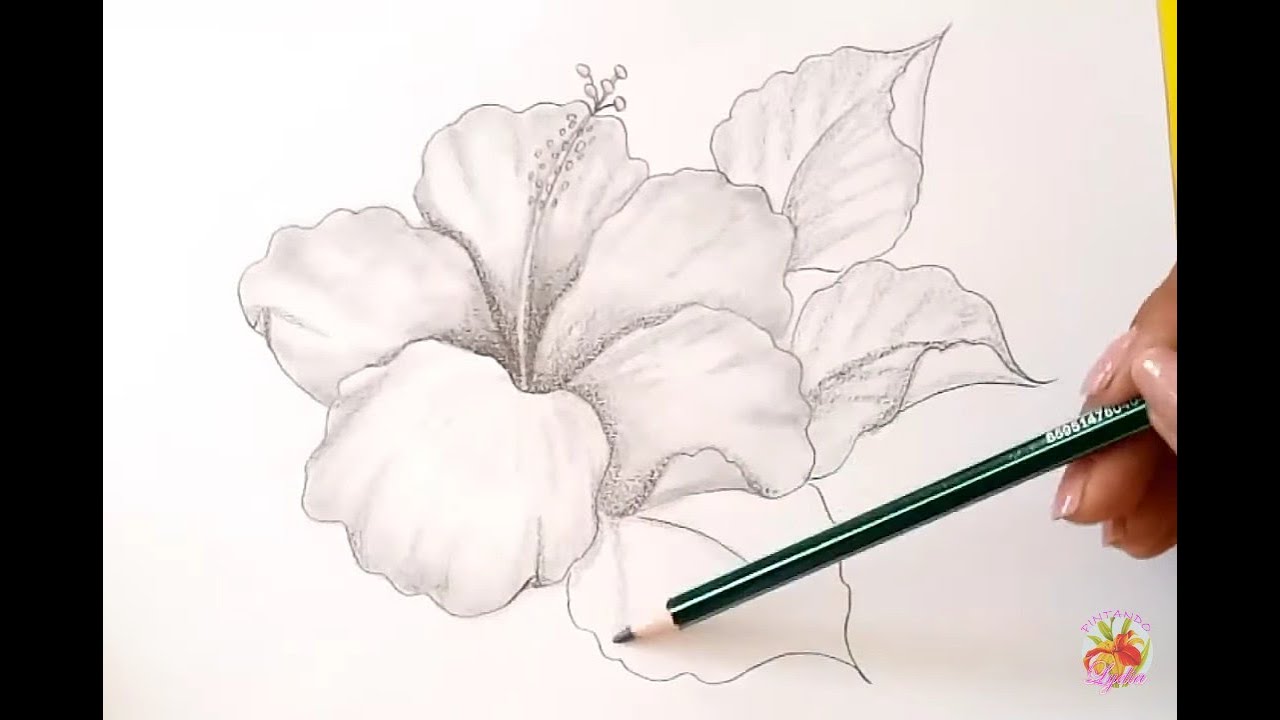 dibujar flores realistas