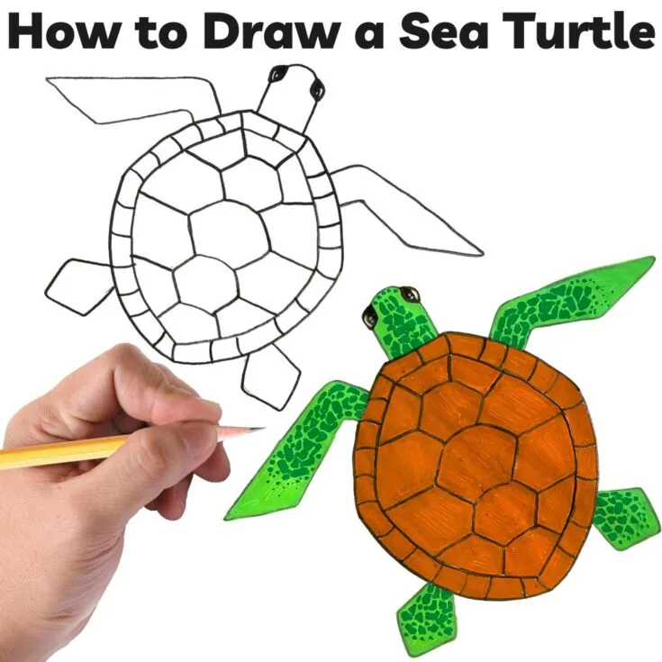 turtle drawing pictures