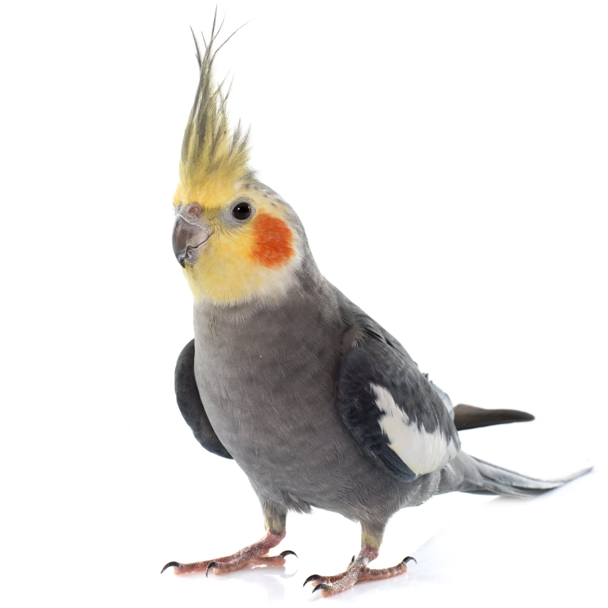 cockatiels for sale