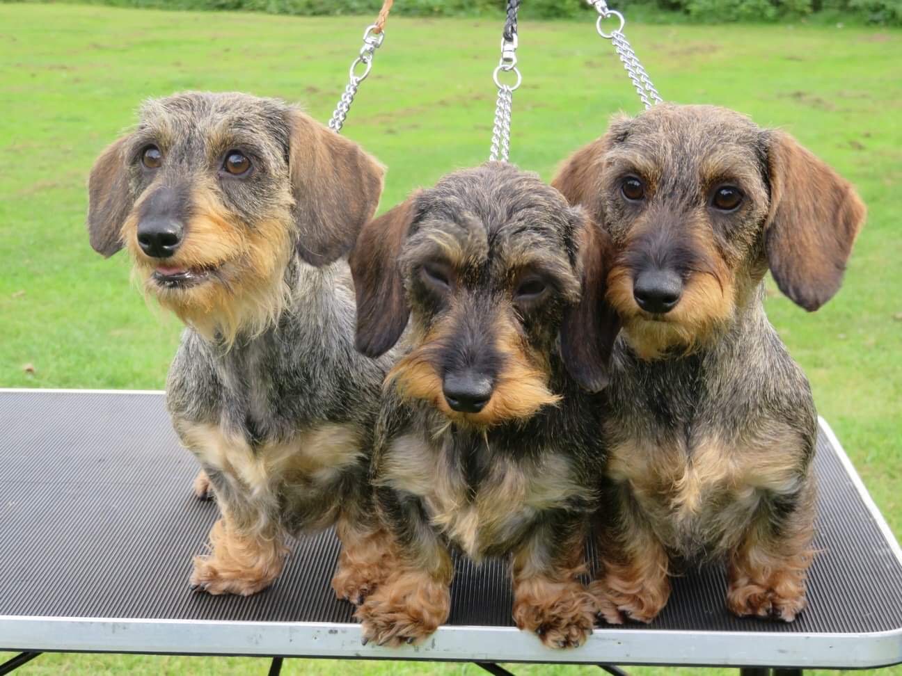 wire haired dachshund for sale