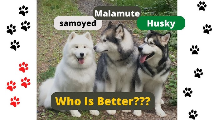 alaskan malamute samoyed