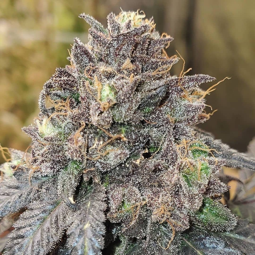 sour truffle strain