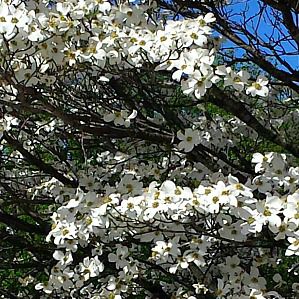 dogwood tree español