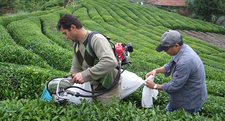 japon çay toplama makinesi