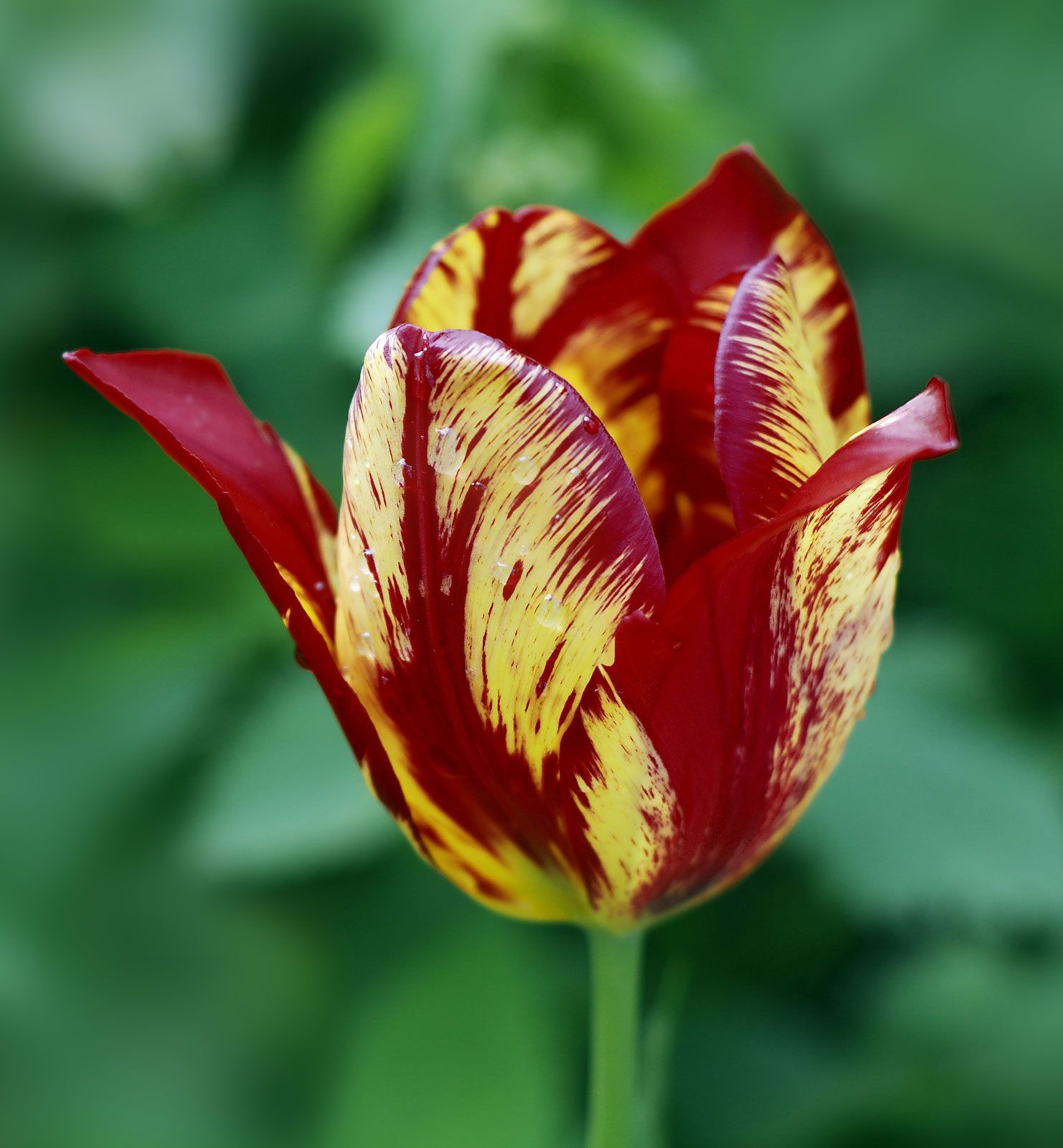 tulip photos