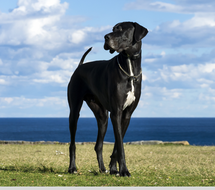 great dane puppies victoria