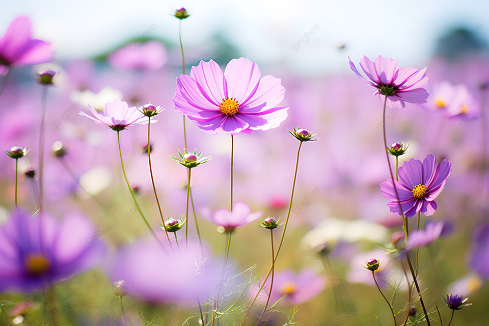 fondos de pantalla de flores de primavera