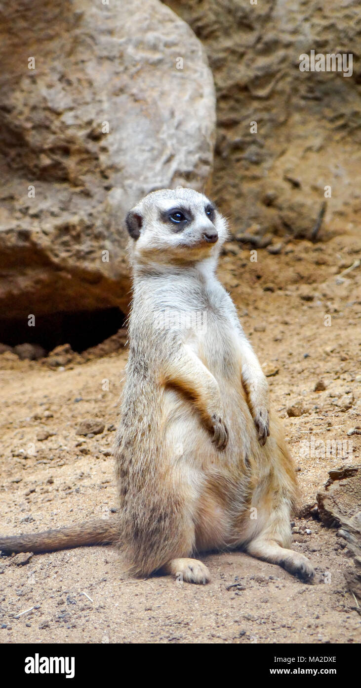 meerkat funny