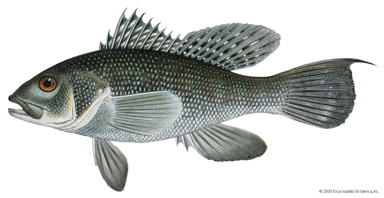 sea bass fish picture