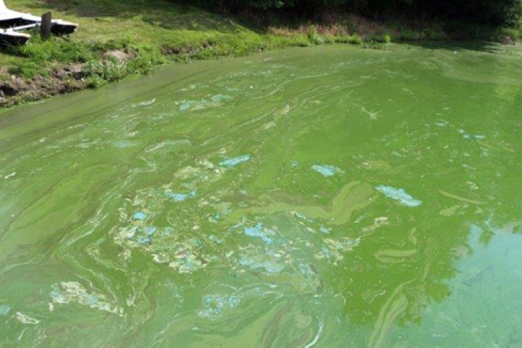 halifax blue green algae