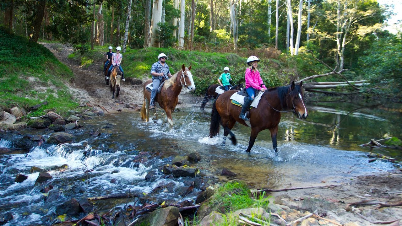 gumnuts horse riding