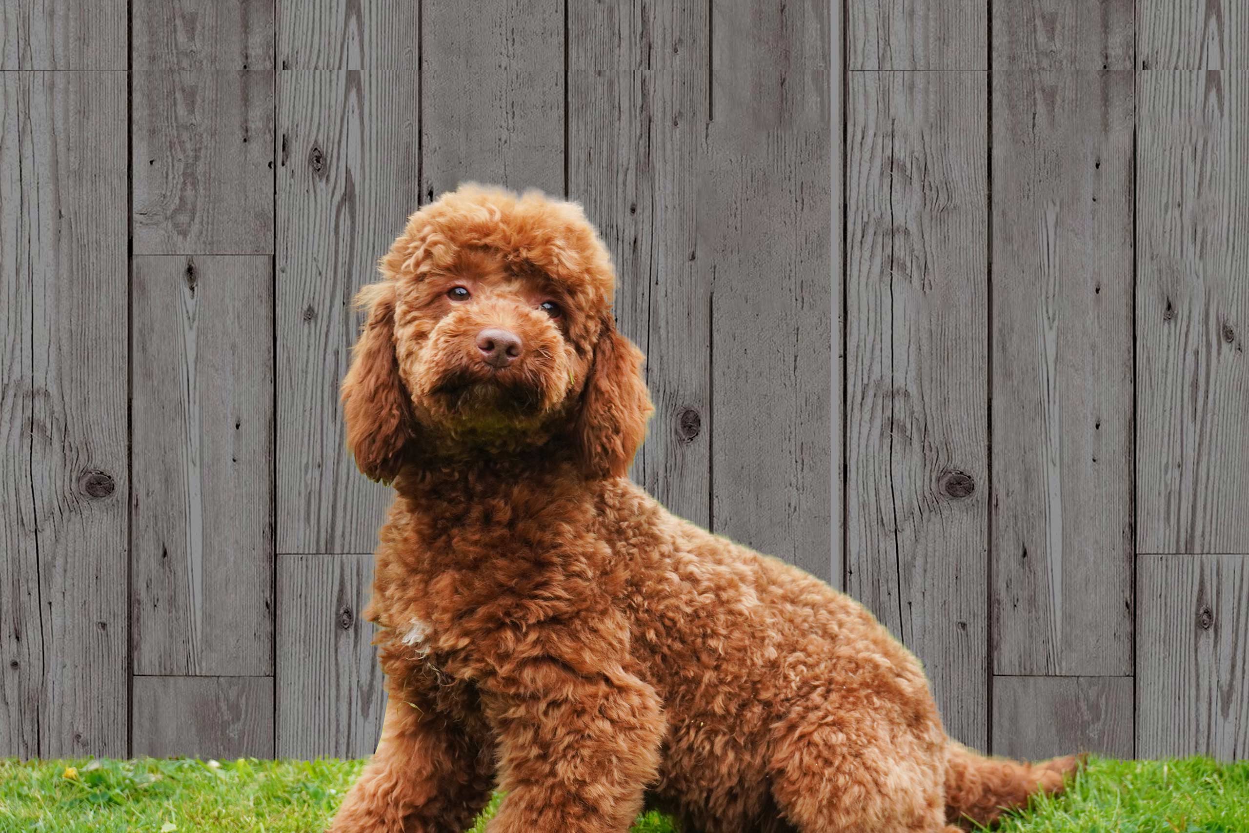 cockapoo stud dogs