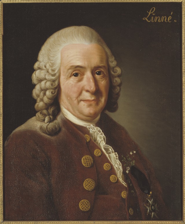 linnaeus is credited with introducing