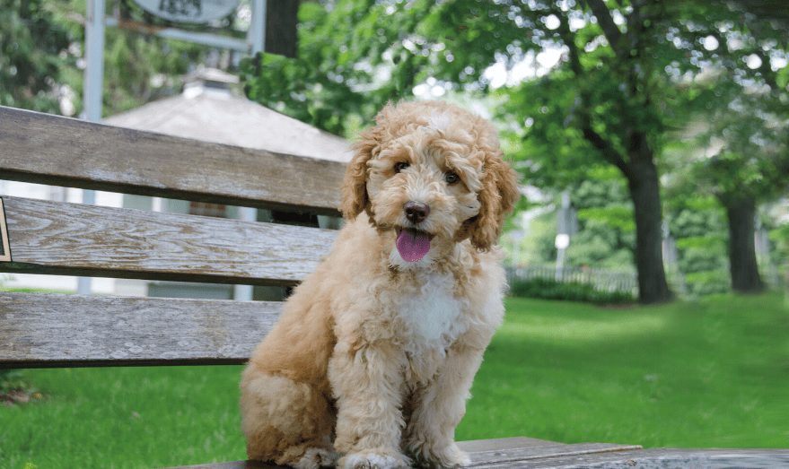 mini labradoodle lifespan