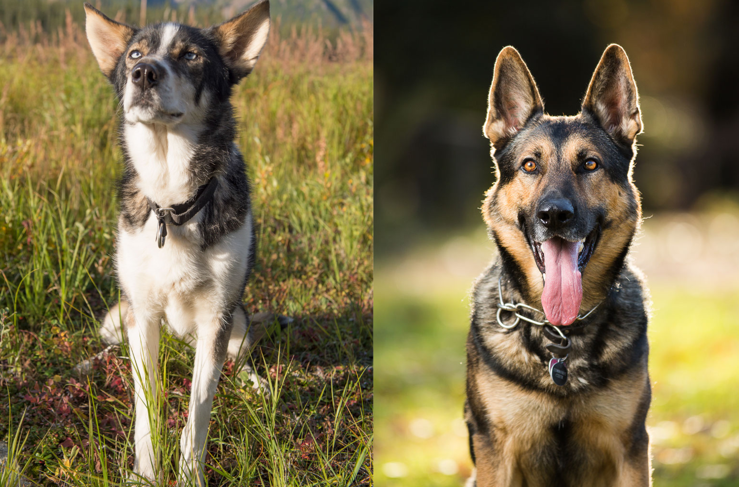 german shepherd and husky cross